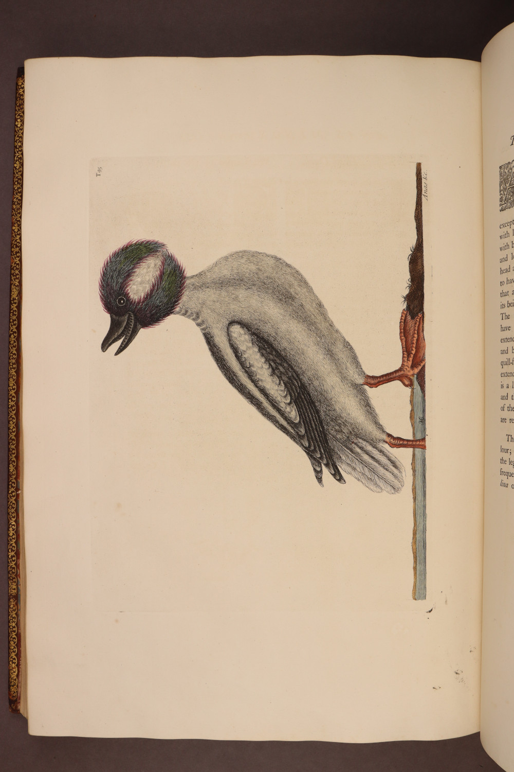 Plate 95